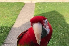 Arnie's Parrot